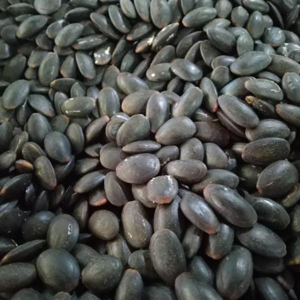 

L87 Biji Kedaung Kering 1kg - Biji Kedawung Kering BIG PROMO ぃ