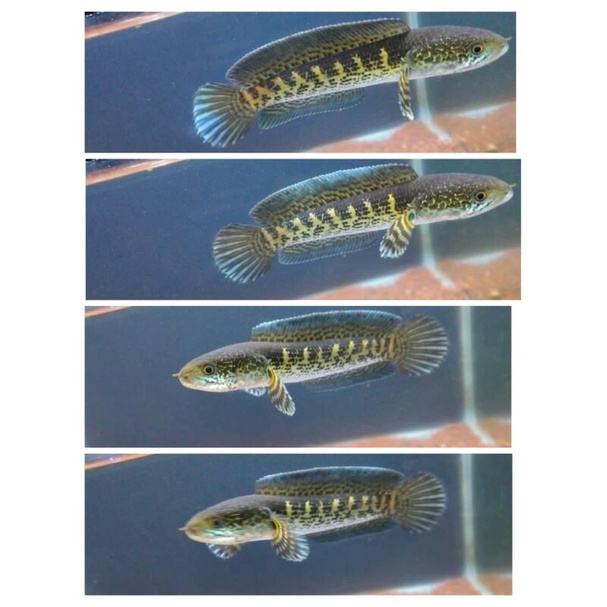 baby channa auranti CB beli 3 gratis 1