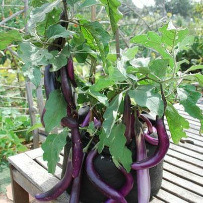 100 Benih Bibit Biji - Terong Ungu Pingtung Long F1 Hibrida Seeds - Panen dalam 80 Hari - Tipe Rampi