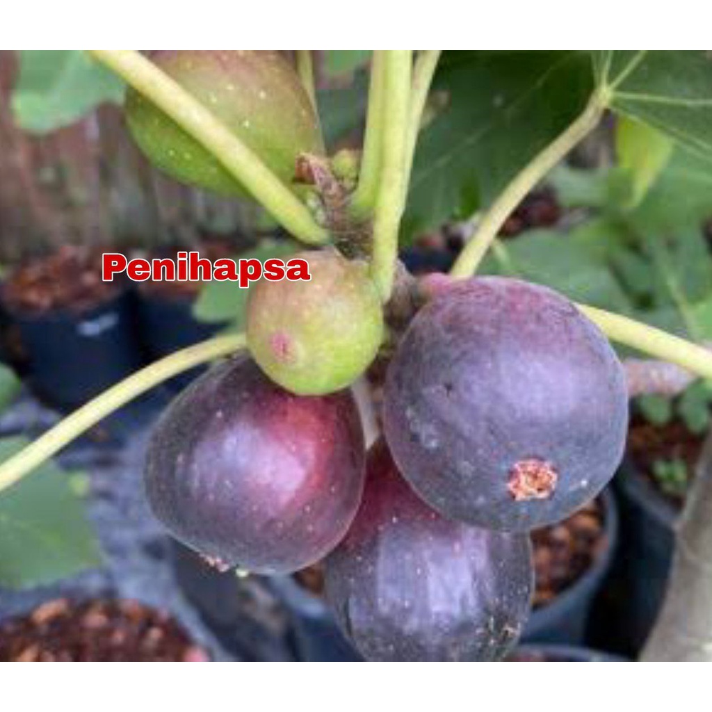 Bibit Buah Tin Valley Negra Super