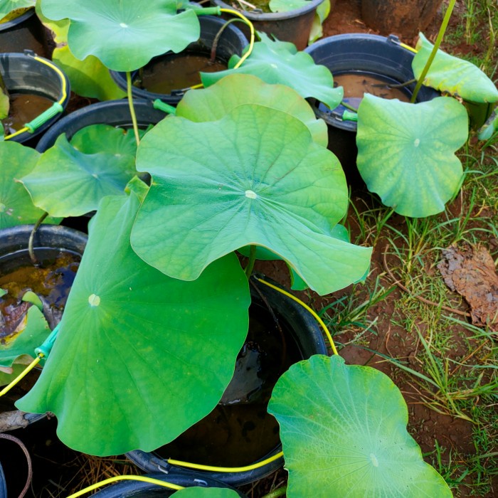 Tanaman Hias Aquascape Lotus Air Bunga Putih - pohon lotus (bukan benih)