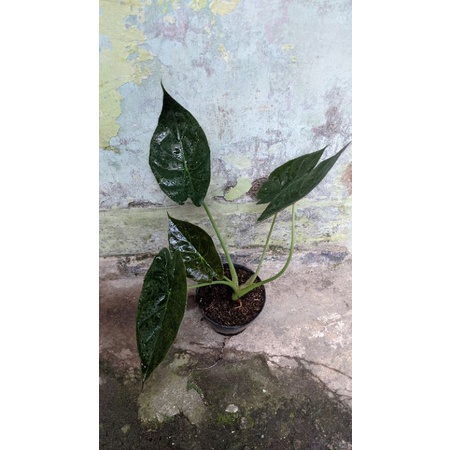 alocasia wentii - alokasia - Tanaman daun - TitipBibit