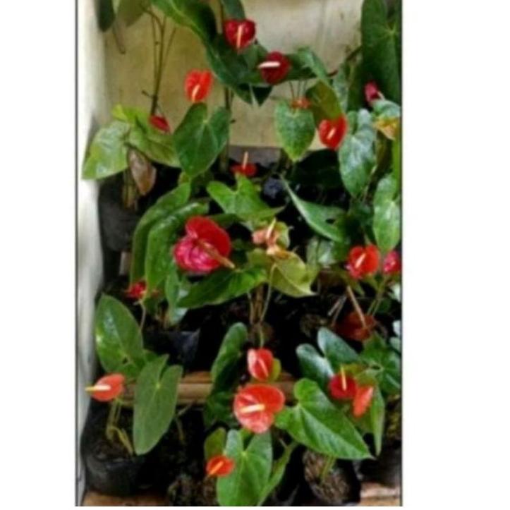 

☪ bibit merah subur ✾