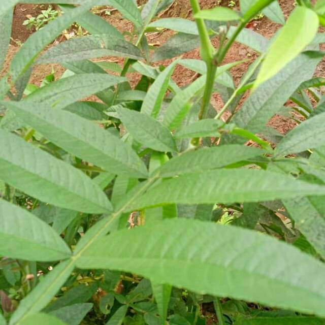 

Daun sungkai segar herbal imun