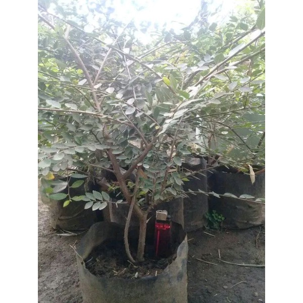bonsai ulmus micro pucuk merah 30k