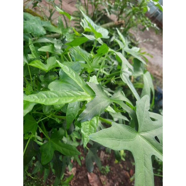 

Daun gedi segar organik