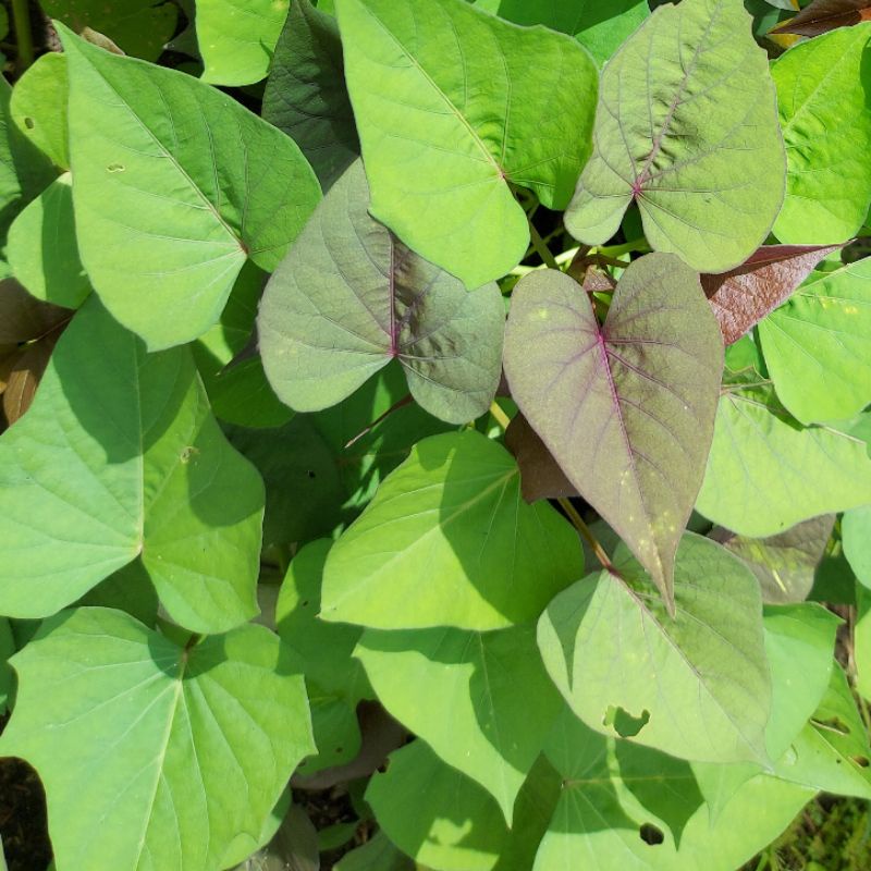 Promo Bibit  Stek Ubi Jalar (10 Batang)