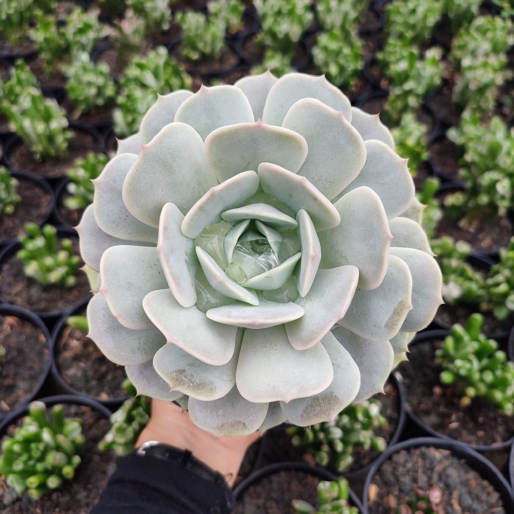 Echeveria Lola | D 15 Cm | Sukulen