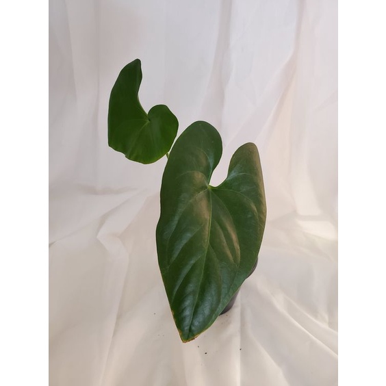 Tanaman hias anthurium watermaliense / watermalianse