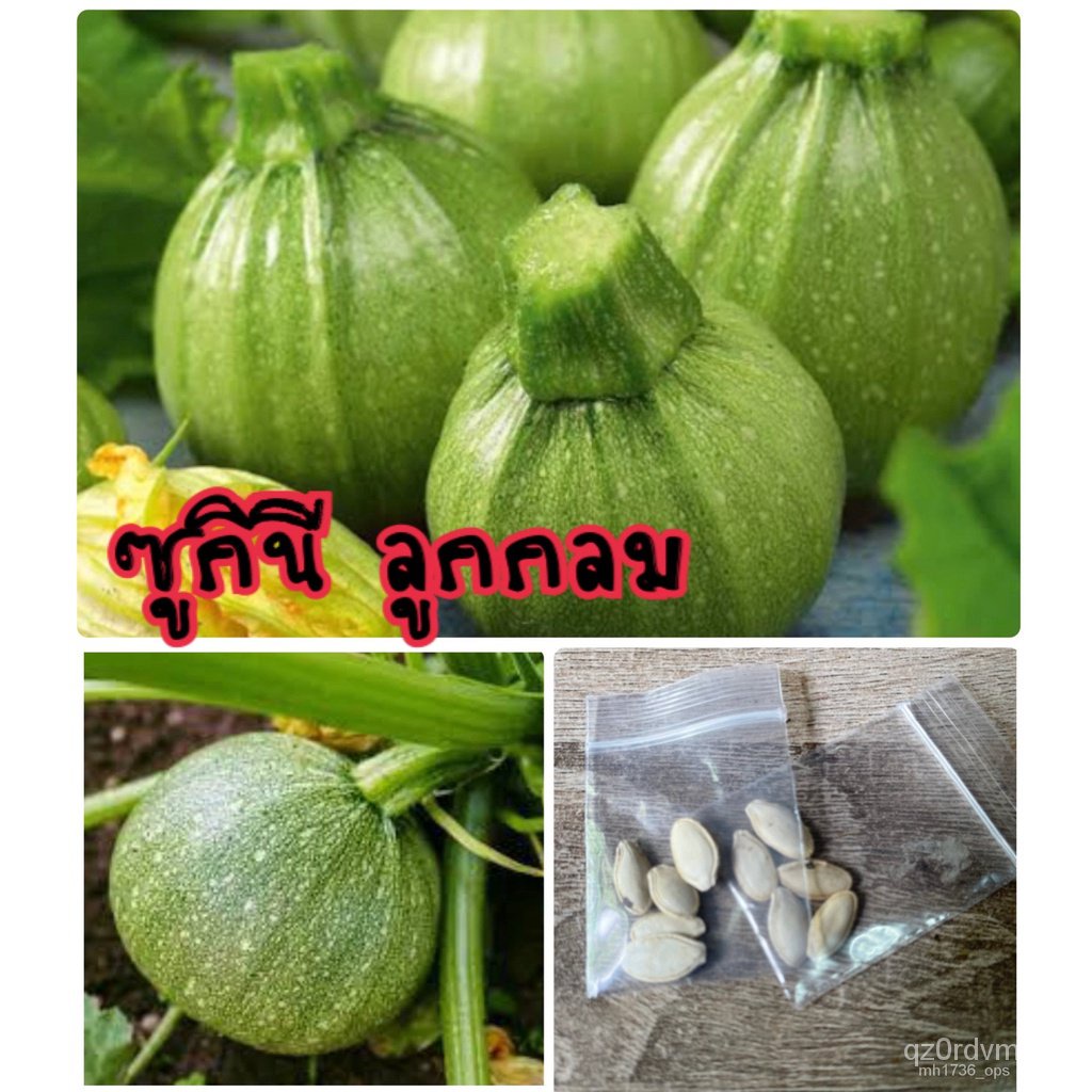 Titik Thailand❤Biji montok, zucchini, bola bulat, melon, zucchini, bola bulat, zucchini✅Benih montok