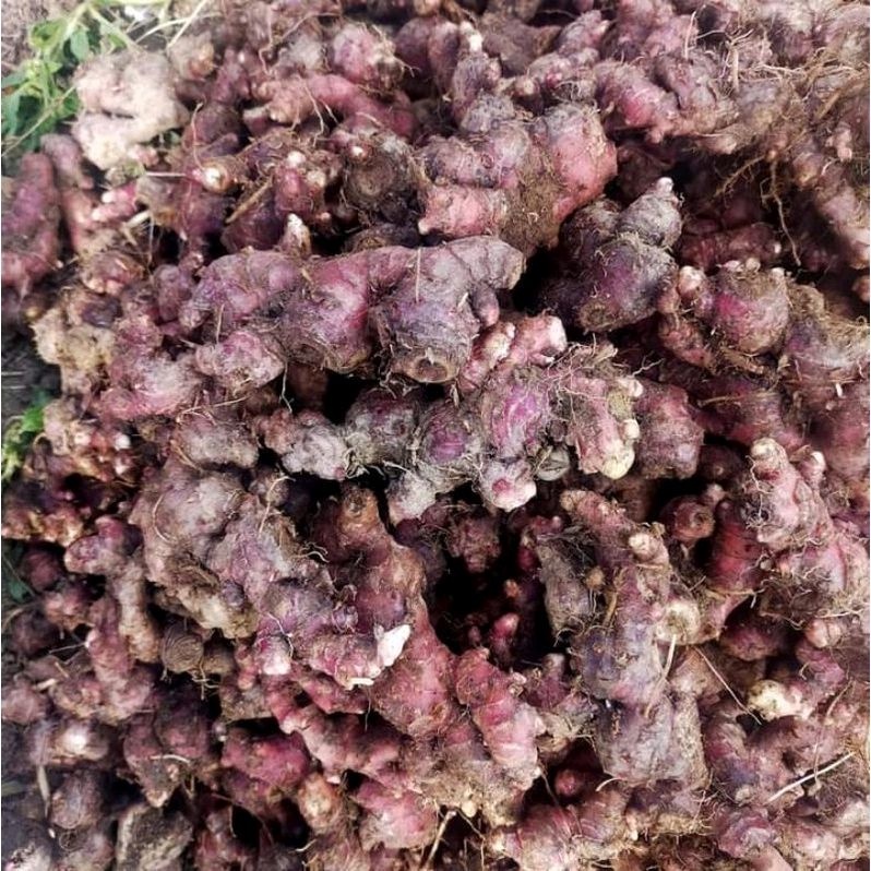 

jahe merah medan 1kg