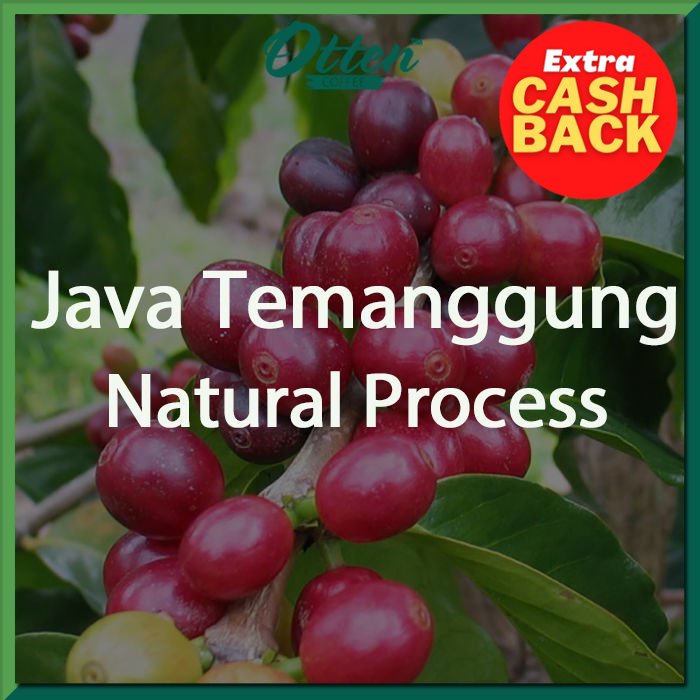 

Green Bean Kopi Arabica Java Temanggung Natural Process - 1 Kg - Biji Kopi Mentah Siap Roasting - Otten Coffee