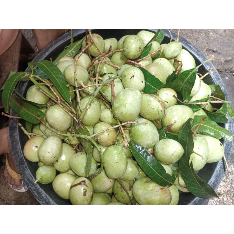 

Mangga telor / keong fresh belah biji 1kg ukuran kecil & sedang, di kirim utuh belum di belah ya ka