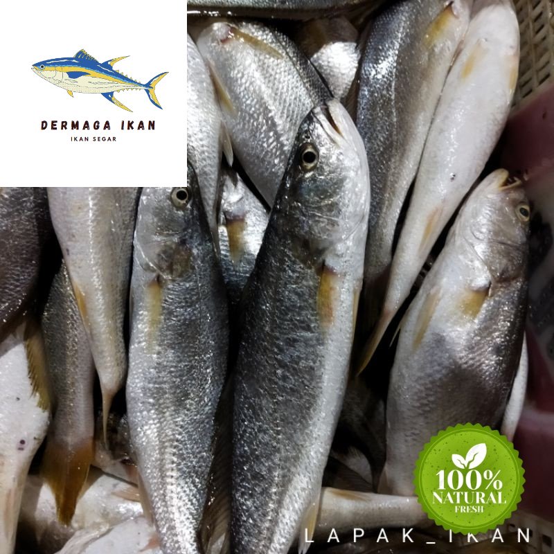 

Ikan Samge Segar 1~Kilogram