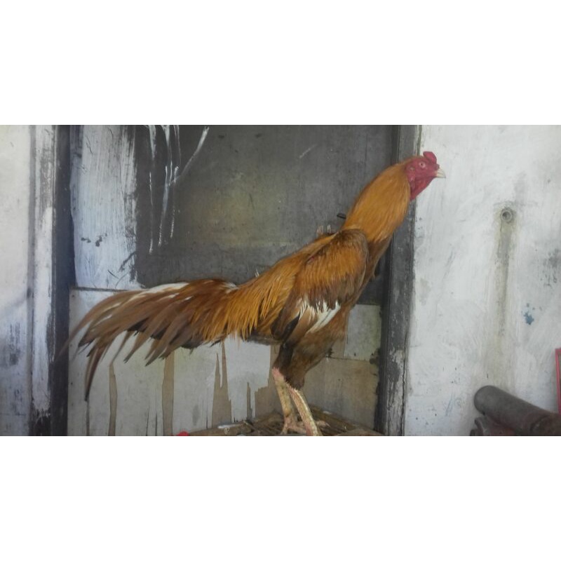 TELUR TETAS AYAM BANGKOK WIRING ASLI