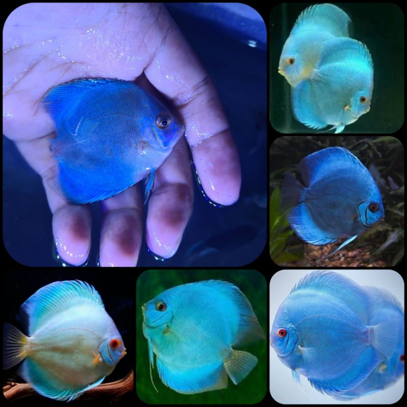 ikan discus untuk aquarium dan aquascape