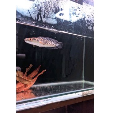 yellow sentarum 10-12cm