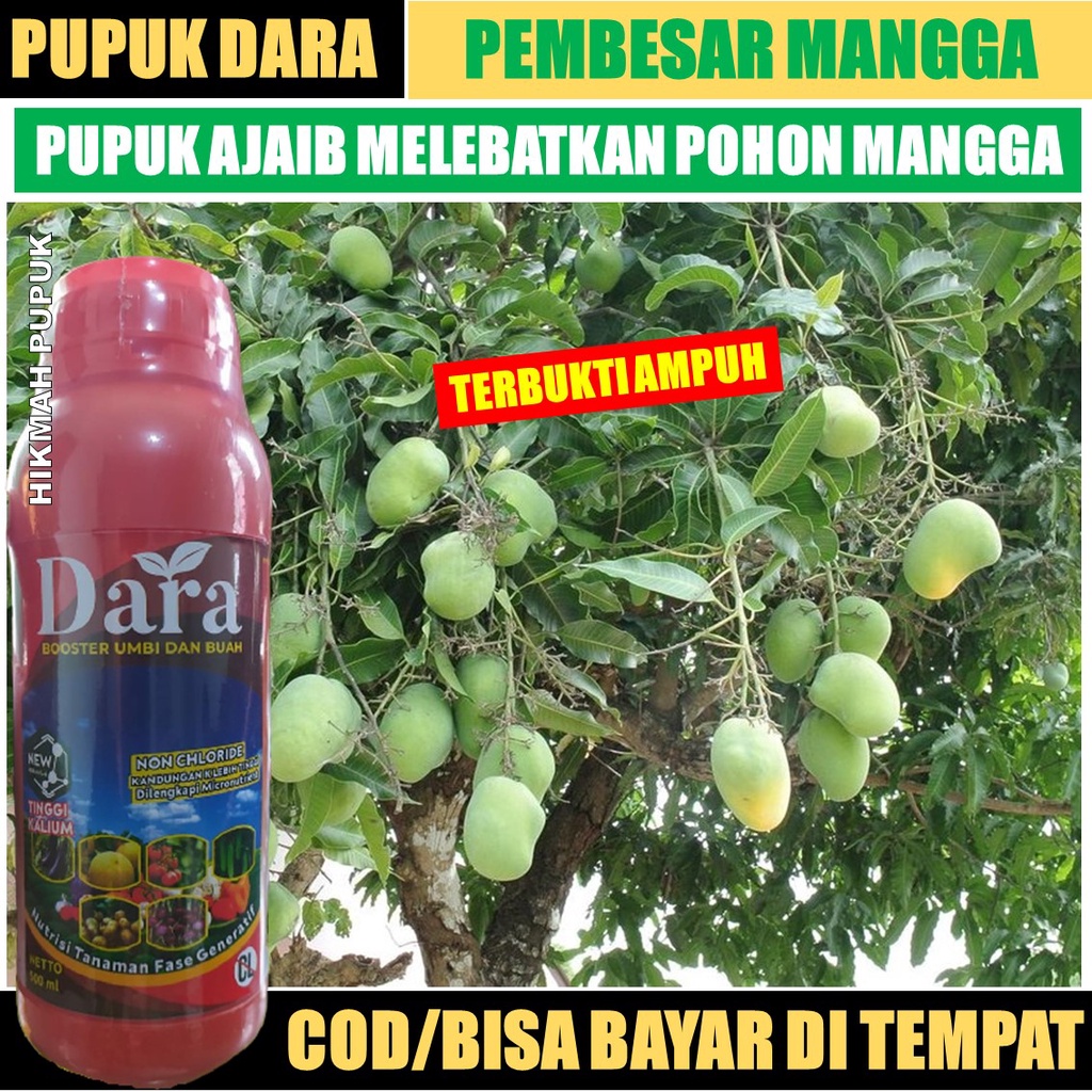 PUPUK PEMBESAR BUAH MANGGA DARA ISI 500 ML - Pupuk yang cocok untuk Buah Mangga Cepat Panen Buah Man