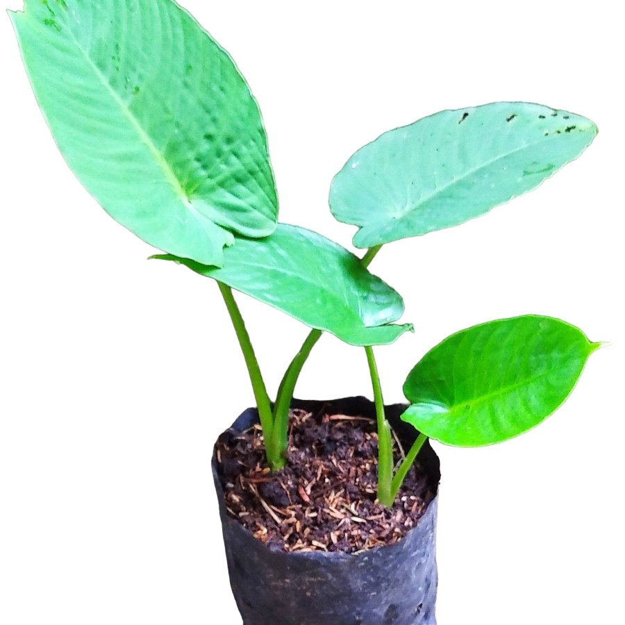 Bibit Tanaman Hias Keladi Hutan Untuk Aviary