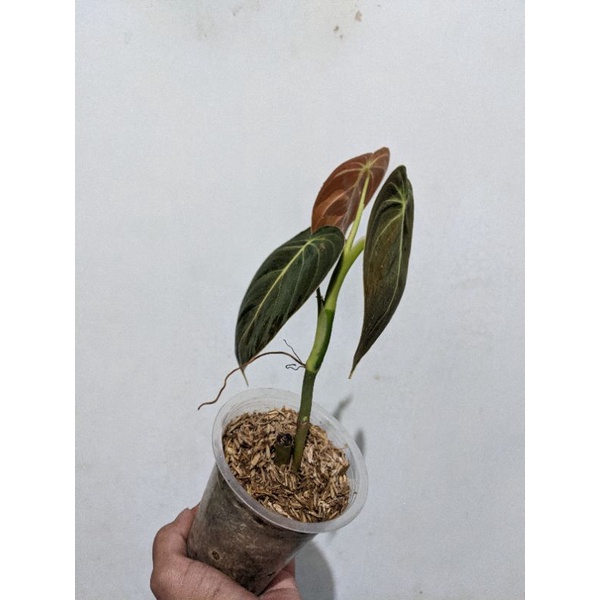 Philodendron Melanocrysum Tanaman Melano Ori