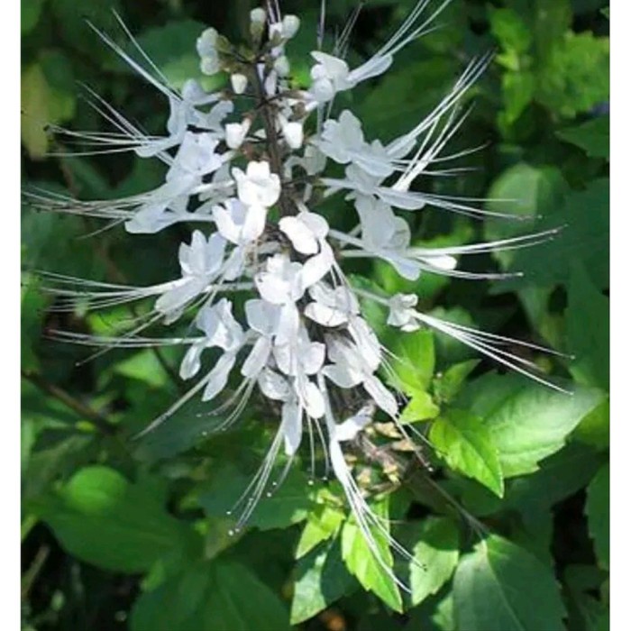 

Daun Kumis Kucing Segar Murah paket Irit 500gram