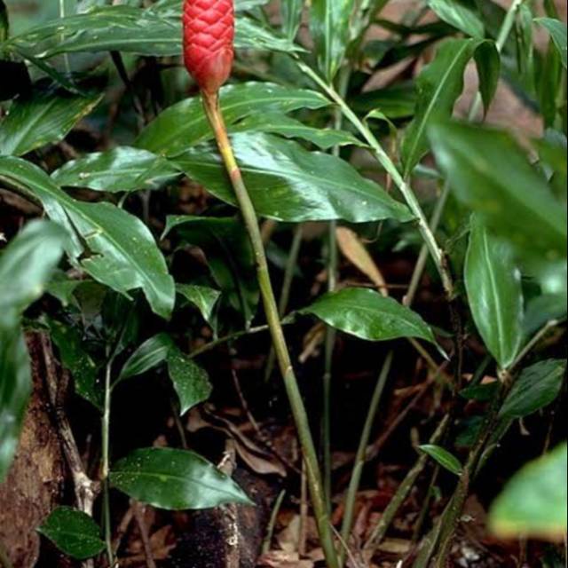 

Herbal Daun Lempuyang Segar 250gr