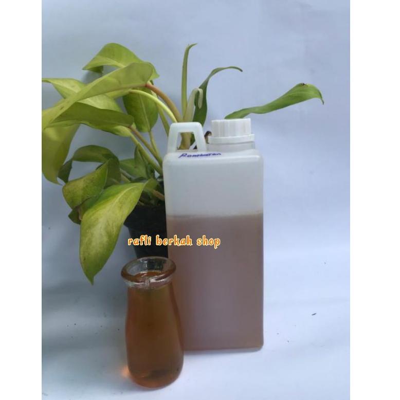 

TBS 2.2 Madu asli nektar rambutan 1kg MADU ,.,.,.,.,.,