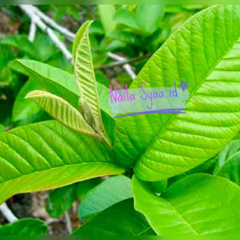 

Daun jambu biji fresh organik/daun jambu biji