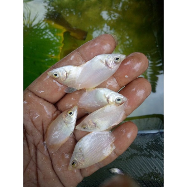 paket 21 Gurame Padang jempolan