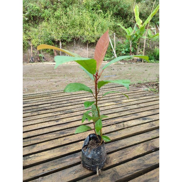 Bibit Lodho favorit Legum pakan Ternak kambing kontes PE, etawa