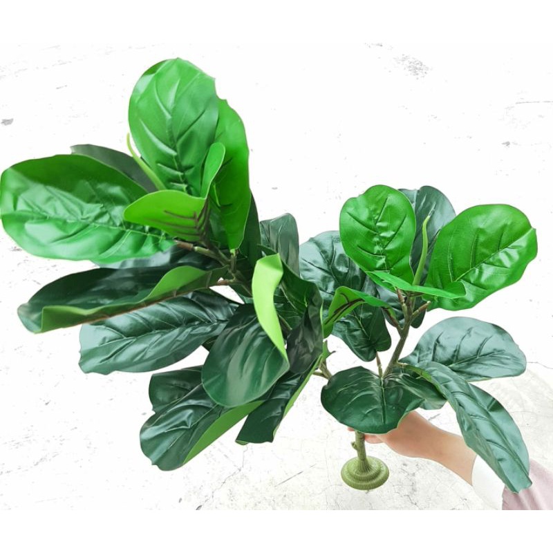 Pohon Ketapang Biola 2 Cabang Artificial – Fiddle-Leaf Fig Dekorasi Rumah