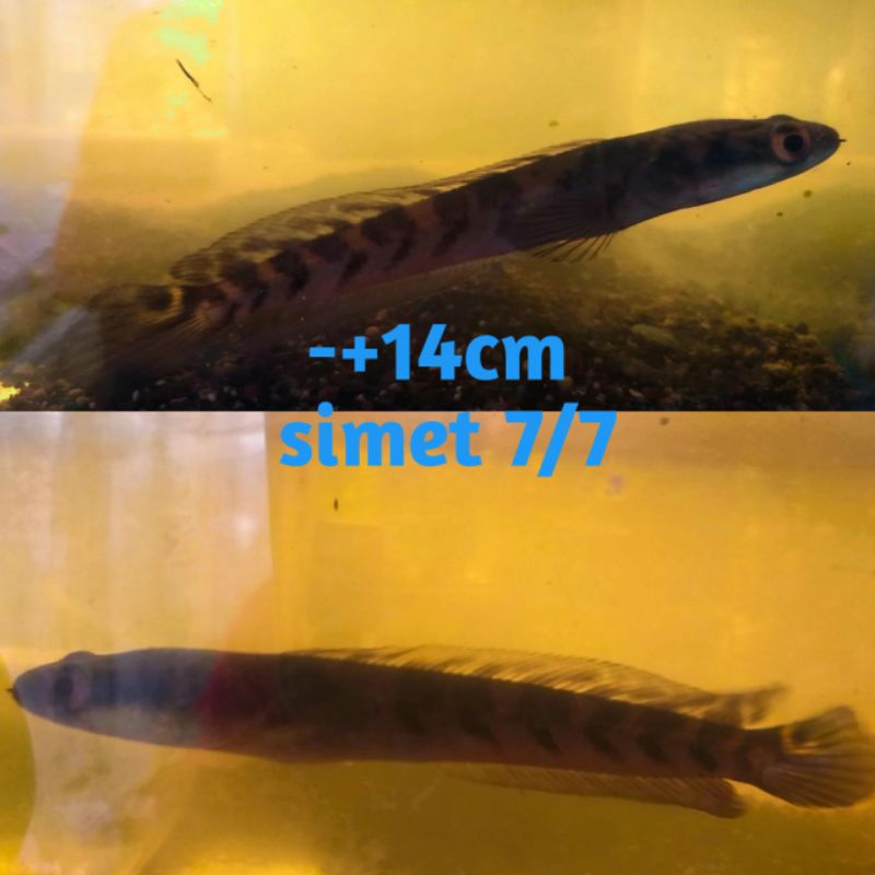 ys 12cm cabung tipis