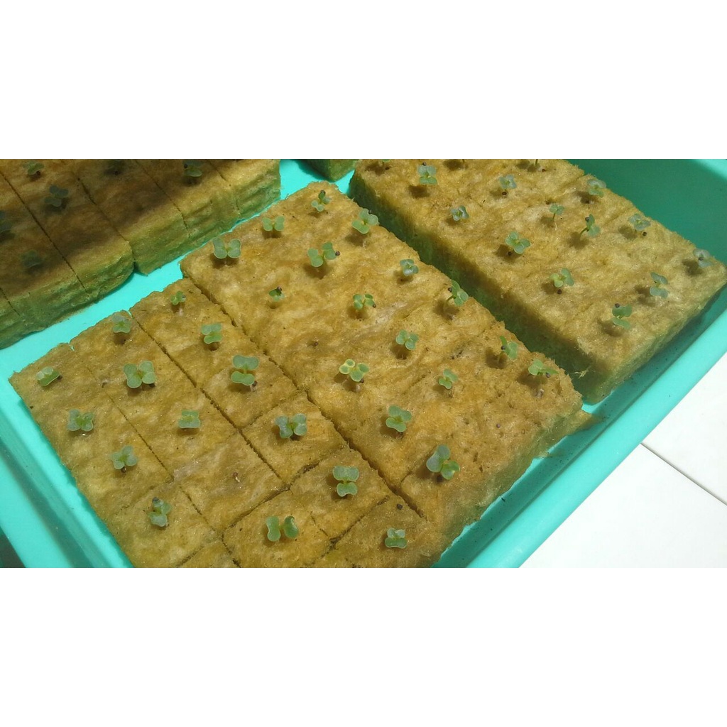 Benih Seribuan - 18 Kotak Rockwool Hidroponik Cultilene