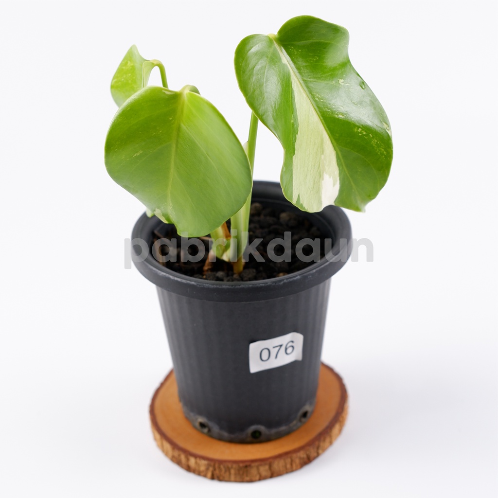 REAL PIC #76 Monstera Variegata Marble | Monvar Albo Varigata EKONOMIS