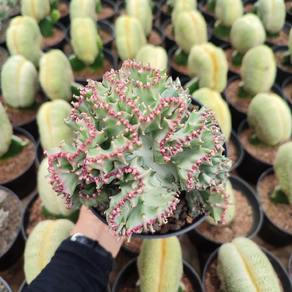 Euphorbia Lactea White Variegated | D 12 Cm | Kaktus