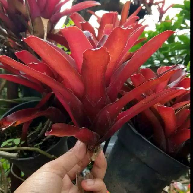 Tanaman hias bromelia merah dewasa / bromeliad fireball pohon hidup - TitipBibit