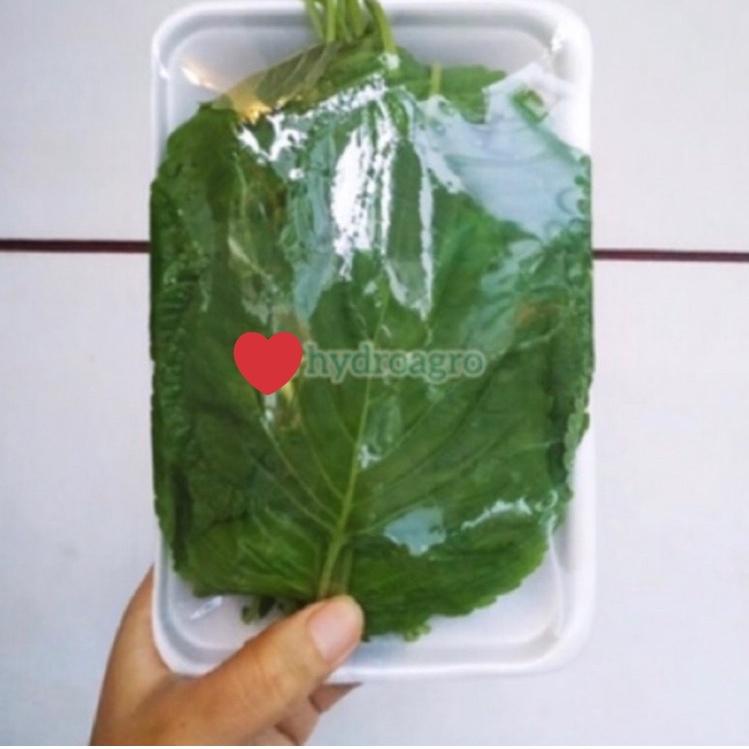 

♝ Daun Wijen Korea Korean Bbq Perilla Shiso Sesame Leaf Kkaennip Plant ✱