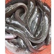 

Ikan Lele segar 1kg