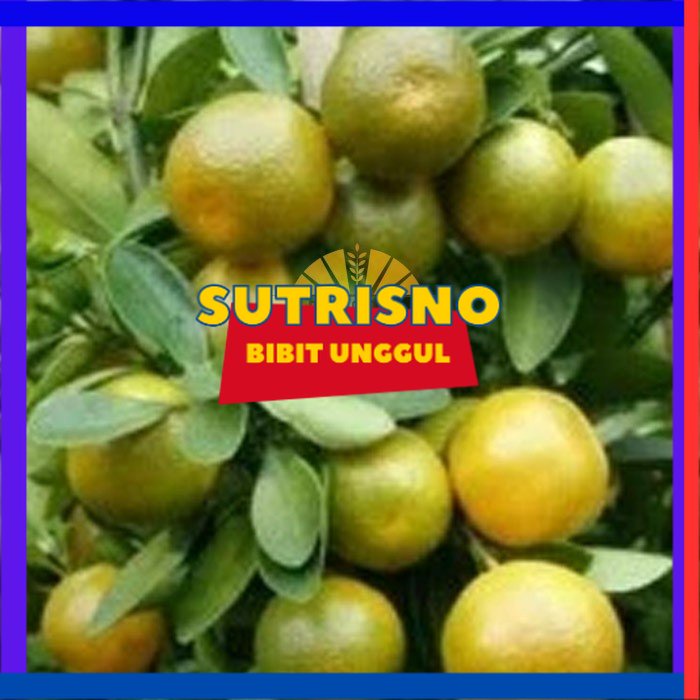 bibit jeruk keprok siam pontianak