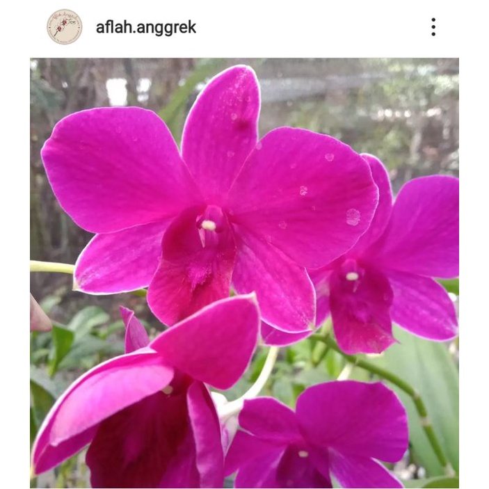 Anggrek murah/ anggrek dendrobium/ bunga merah/ tanaman hias/ murah meriah/ premium/ anggrek
