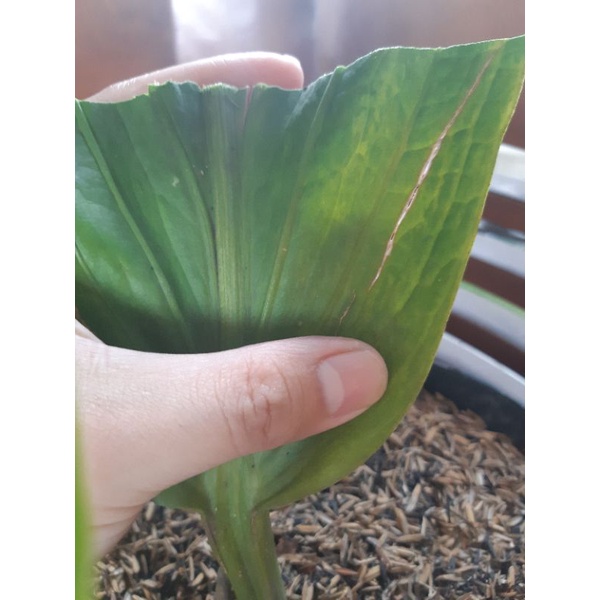 anthurium cobra catalog varigata ( hybrid ) bonggol besar