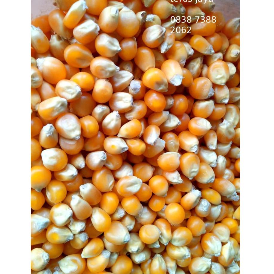 

[KODE WX206] Popcorn USA 1 Kg Biji Jagung Popcorn Kiloan Butterfly Premium