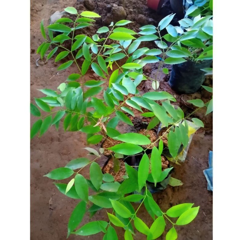 Bibit Nagasari Mesua ferrea L Pohon Langka Super Unggul Siap Tanam