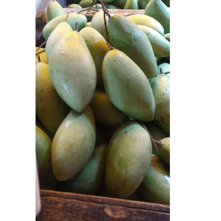 

Terbaru Mangga lokmai changmay chiang mai MENTAH MENGKEL muda segar 1 kilogram Asem muda thailand nam dok mai okyong asem seger asem asam