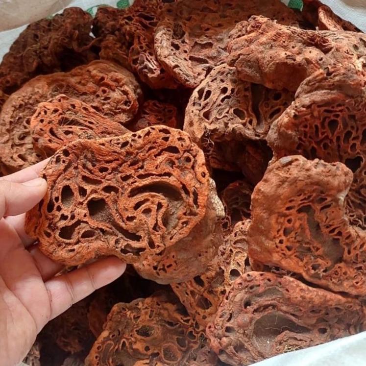 

☏ Sarang Semut Papua Asli 500gr ♪