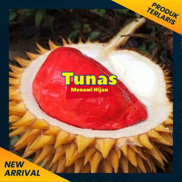 Asli Bibit durian merah super Terlaris