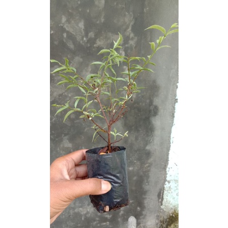 Bahan Bonsai Anting Putri Mikro Varigata // Anting Putri Micro Variegata