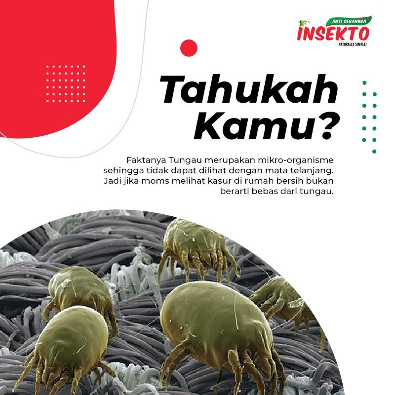 Insekto Pembasmi Semut dan Serangga Ampuh / Racun Semut / Cairan Anti Serangga Anti Semut Kapur Semut Obat Lalat Obat Tungau Kasur 200ml bukan Hogasan AMPUH!