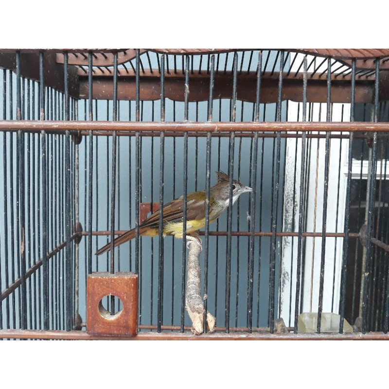 BurungCucakJenggotJawa/Gacor isian Katem