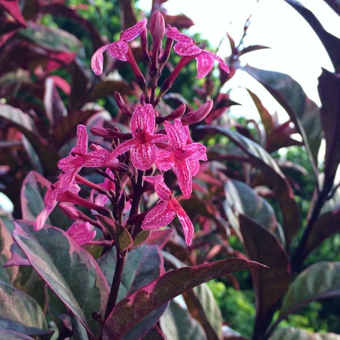 Melati Jepang Merah - Tanaman Bunga Melati Wangi